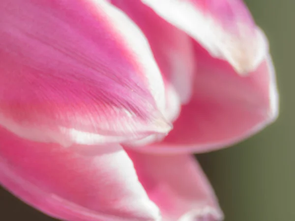 Verschwommene Studioaufnahme einer magentafarbenen Tulpenblume. Makro. Selektiver Fokus — Stockfoto