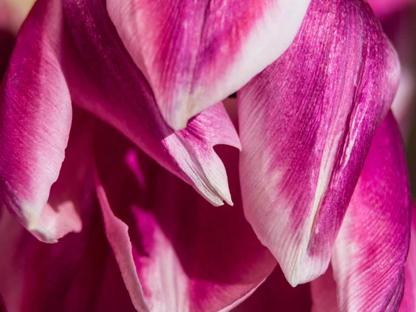 Borroso Studio Shot de flor de tulipán de color magenta. Macro. Enfoque selectivo — Foto de Stock