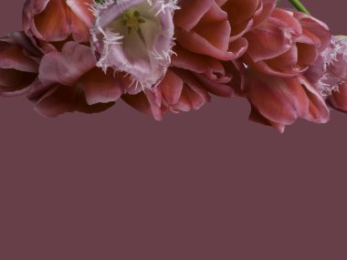 mesaj için kopya alanı ile pembe arka plan pembe lale. Bahar çiçekleri. Sevgililer Günü, Kadınlar Günü ve Anneler Günü için tebrik kartı