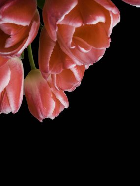 Siyah arka plan üzerine güzel pembe laleler