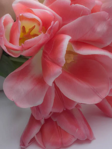 Ramo de flores de primavera, tulipanes rosados frescos sobre fondo blanco . — Foto de Stock