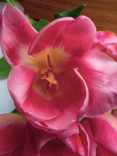 Группа элегантных розовых розового цвета весенних тюльпанов. Поздравительная открытка, концепция поздравительной открытки — стоковое фото