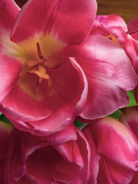 Grupa eleganckich różowych róż wiosenny kolor tulipany. Karta gratulacji, koncepcja kart okolicznościowych — Zdjęcie stockowe