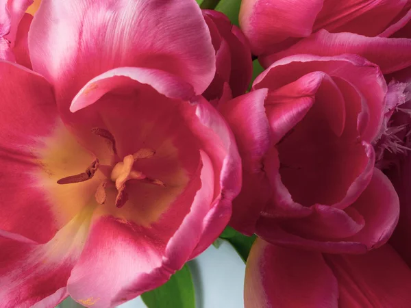 Grupo de elegantes tulipanes rosados de primavera. Tarjeta de felicitación, concepto de tarjeta de felicitación —  Fotos de Stock