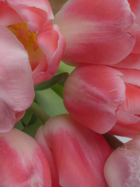 Groep van elegante roze roos kleur lente tulpen. Felicatie kaart, wenskaart concept — Stockfoto