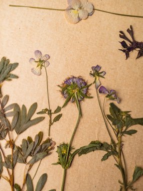 Dizüstü bilgisayar arka planda güzel kurutulmuş çiçekler