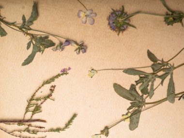 Defterlerde kurutulmuş çiçek bitkileri ile kompozisyon yakın