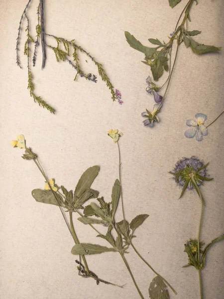 Komposisi dengan tanaman bunga kering pada notebook tutup — Stok Foto
