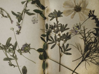 çiçekler ve bitkiler üzerinde dizüstü tablo kadar kuru kompozisyonu kapatmak