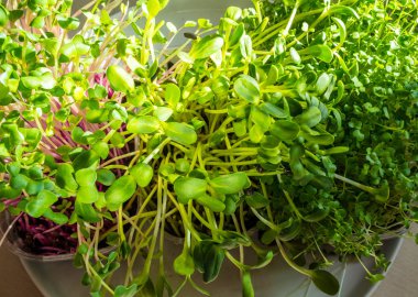 Mikroyeşil genç bir sebze yeşilidir. Plastik kutularda bir microgreen veya Lahana yüksek kaliteli organik bitki tohumları çimlenmiş ham yaşam filizi sebze