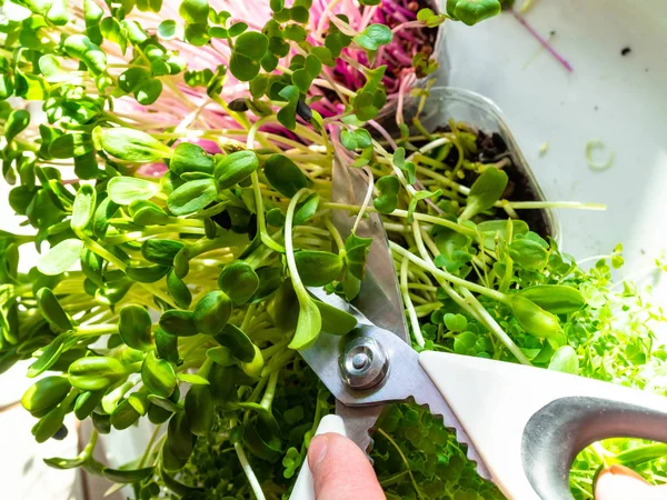 Micro greens met schaar, bovenaanzicht — Stockfoto