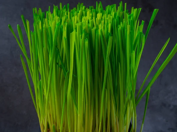 Close up van micro groene spruiten, Tarwegras — Stockfoto