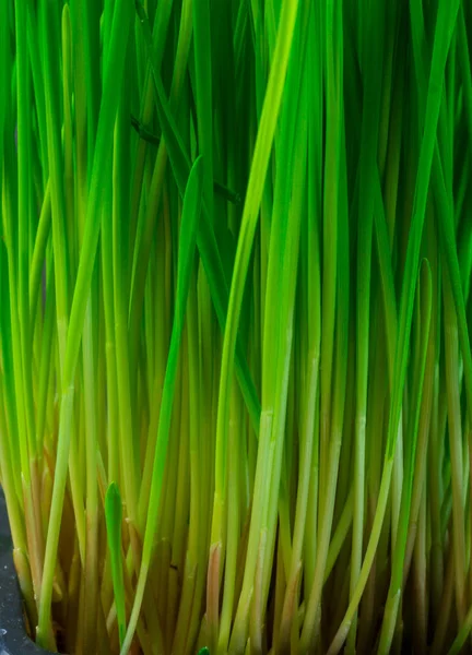 Close up van micro groene spruiten, Tarwegras — Stockfoto