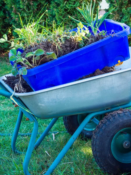 Diverse piante verdi nei carri da giardino con opere del giardino primaverile. Un carretto da giardiniere . — Foto Stock