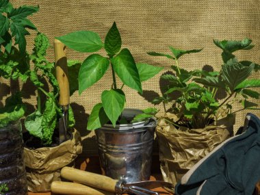 Bahçe aletleri, domates fidesi, biber, microgreens, çilek, ahşap masa üzerinde tencerefesleğen. kopyalama alanı