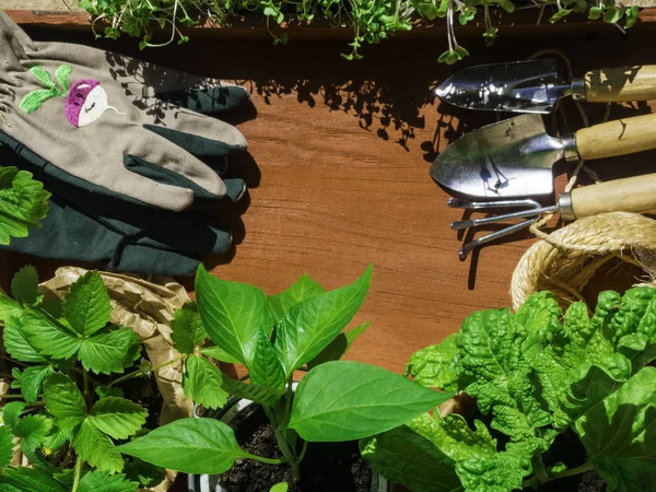 Pala rastrillo plántulas en macetas sobre fondo de madera. arriba Albahaca, pimiento morrón, fresas —  Fotos de Stock