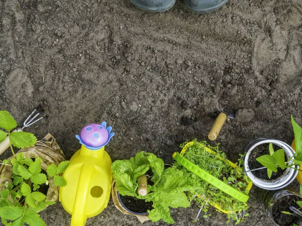 Narzędzia ogrodnicze, zielone buty, konewki, sadzonki, rośliny i gleba. — Zdjęcie stockowe