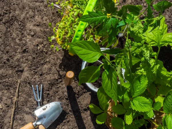 Alat berkebun, air kaleng, bibit, tanaman dan tanah — Stok Foto