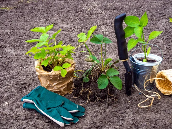 Tuingereedschap en aardbeien zaailingen op aarde — Stockfoto