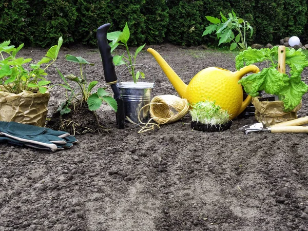 Narzędzia ogrodnicze do ogrodnictwa, rękawiczki, sadzonki pomidor, bazylia, papryka, truskawka, podlewanie może, sezonowa praca w ogrodzie. — Zdjęcie stockowe