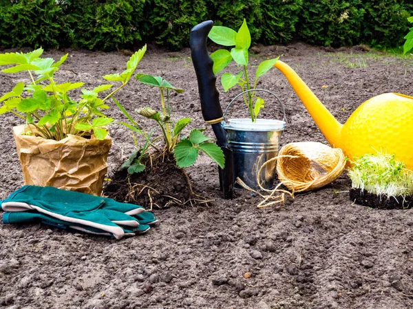 Tuinieren tools voor tuinieren, handschoenen, zaailingen, gieter, seizoensgebonden tuinwerk. — Stockfoto