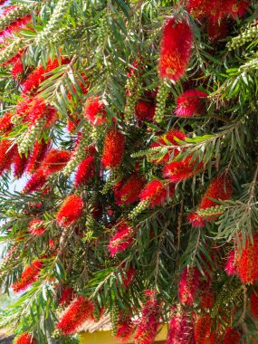 Yoğun mavi gökyüzü karşı kırmızı bottlebrush çiçekler ve çiçek tomurcukları ile callistemon tesisi