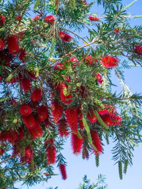 Yoğun mavi gökyüzü karşı kırmızı bottlebrush çiçekler ve çiçek tomurcukları ile callistemon tesisi