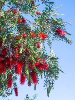 Mavi gökyüzüne karşı ağlayan şişe fırça çiçeği, callistemon Viminalis
