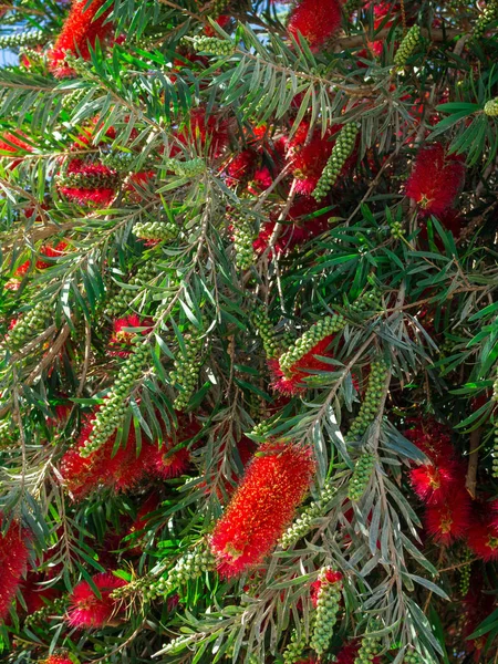 Растение Каллистемона с красными бутилированными цветами и цветочными бутонами против синего неба — стоковое фото