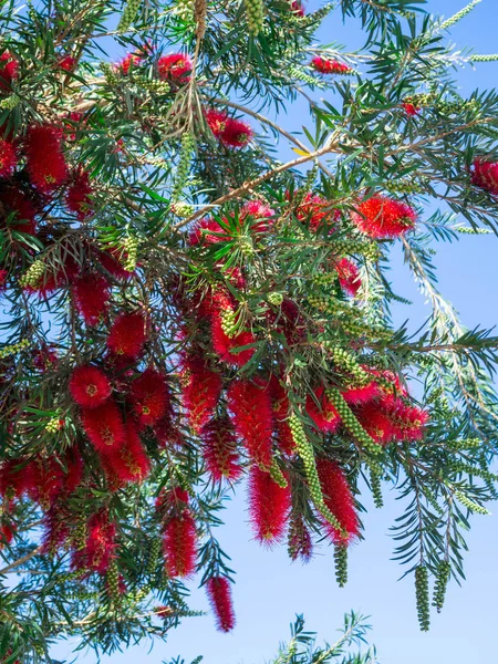 Roślina z Callistemon z czerwonym Bottlebrush kwiaty i pąki kwiatowe przed intensywnym błękitne niebo — Zdjęcie stockowe