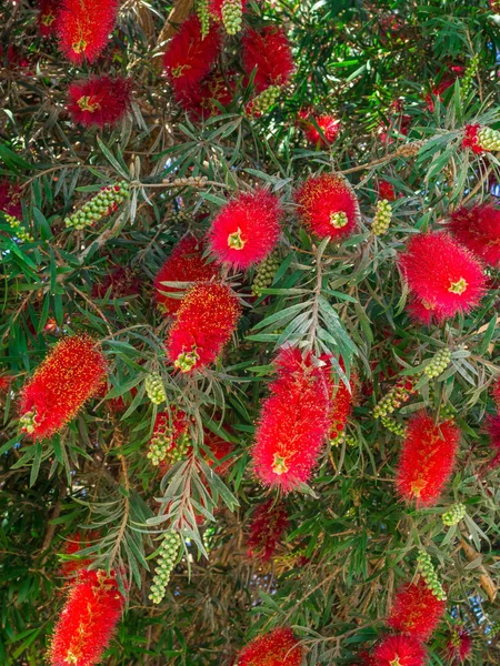 Crimson red Callistemon Citrinus flowering shrub, an Australian native plant commonly known as bottlebrush — Stock Photo, Image