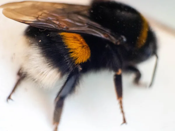 Single bee pictured from above, macro, selective focus — Stock Photo, Image