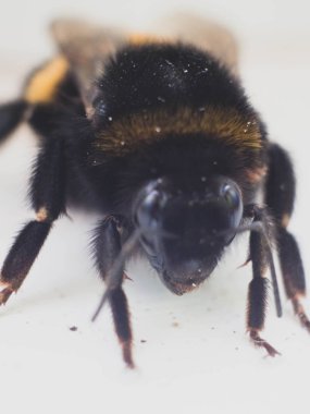Yukarıdan resimde tek arı, makro, seçici odak