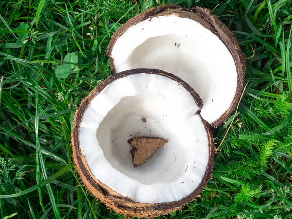 Coconut fruit and milk inside on green grass