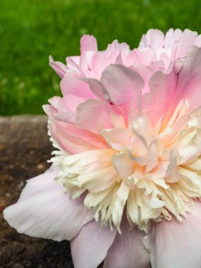 Yumuşak pembe peonie