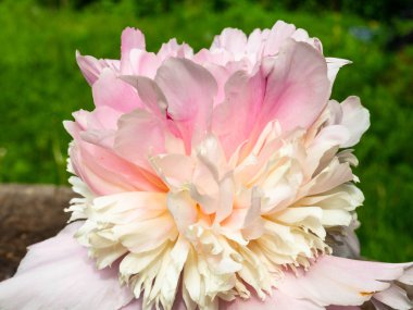 Yumuşak pembe peonie