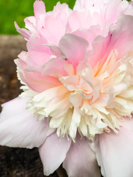 Beautiful pink peony flower close up — Stock Photo, Image