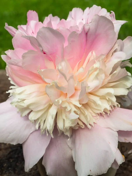 Peonie rosa suave — Fotografia de Stock