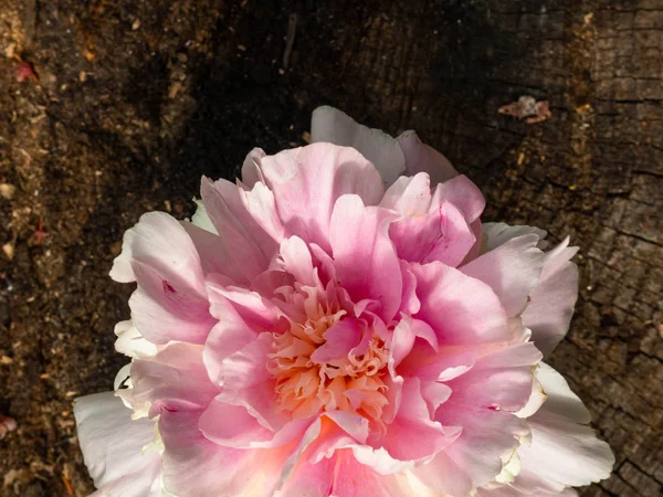 Bela flor de peônia rosa no fundo de madeira — Fotografia de Stock