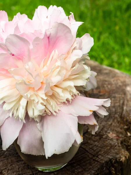 Hermosa flor de peonía rosa de cerca —  Fotos de Stock