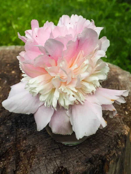 Linda flor de peônia rosa perto — Fotografia de Stock