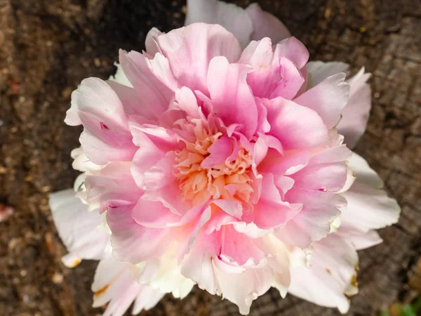 Bela flor de peônia rosa na superfície de madeira, cartão postal de capina — Fotografia de Stock