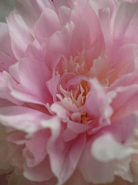 Pion makro. Şakayık yaprakları yakın. Pembe nazik yumuşak şakayık çiçek. Çiçek dokusu seçici odak