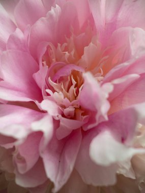 Pion, pembe nazik yumuşak şakayık çiçek. 8 Mart için şık çiçekler, weeding, seçici odak