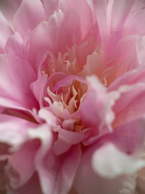 Pion, pembe nazik yumuşak şakayık çiçek. 8 Mart için şık çiçekler, weeding, seçici odak