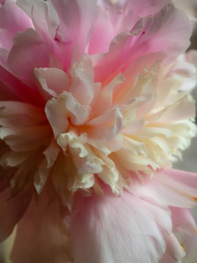 Pion, pembe nazik yumuşak şakayık çiçek. 8 Mart için şık çiçekler, weeding, seçici odak