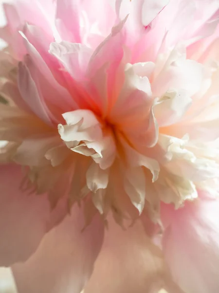 Pion Makro. Pfingstrosenblüten aus nächster Nähe. rosa sanfte weiche Pfingstrosenblüte. Blume Textur selektiver Fokus — Stockfoto