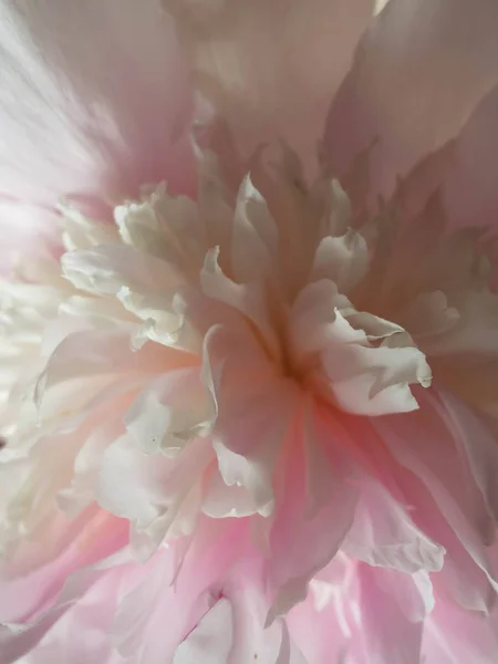Pion, rosa zarte weiche Pfingstrose Blume. stilvolle Blumen für den 8. März, Unkraut jäten, selektiver Fokus — Stockfoto