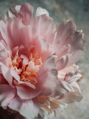 taze parlak çiçek açan şakayık çiçek, yakın