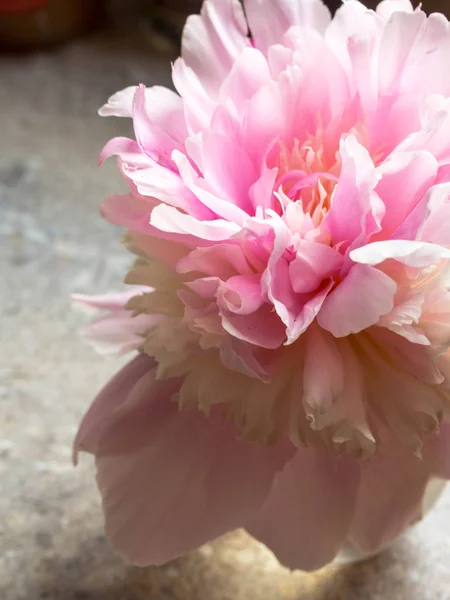 Linda flor de peônia rosa perto — Fotografia de Stock